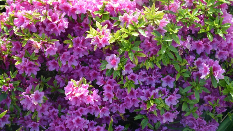 Fully covered Azalea flower with dense blooming flowers.