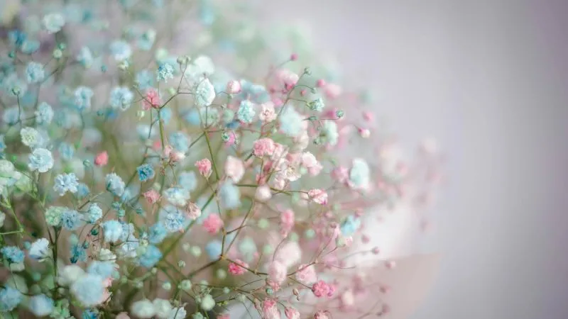 Dense blooming Baby's Breath flower clusters creating a soft floral display.