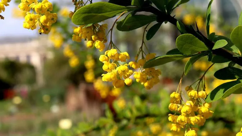 Dense blooming Barberry flower clusters creating an attractive display.