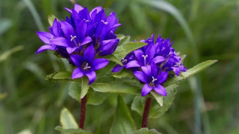 Close-up of a dense rounded cluster of purple campanula petals