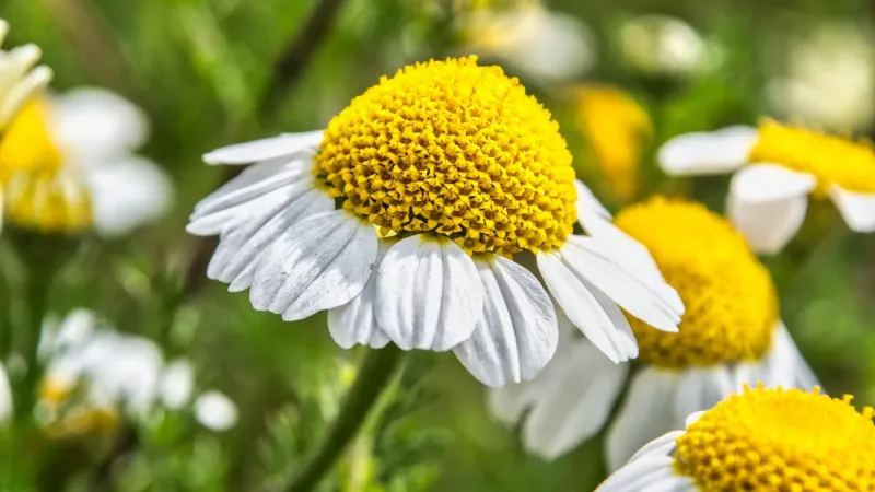 Dense patch of white Chamomile flower blooms with yellow centers outdoors.