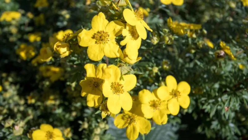 Dense cluster of bright yellow Cinquefoil flower blooms growing on a shrub.