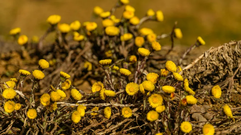 Extreme close-up of a single Coltsfoot flower showing dense yellow ray florets and central disc details.