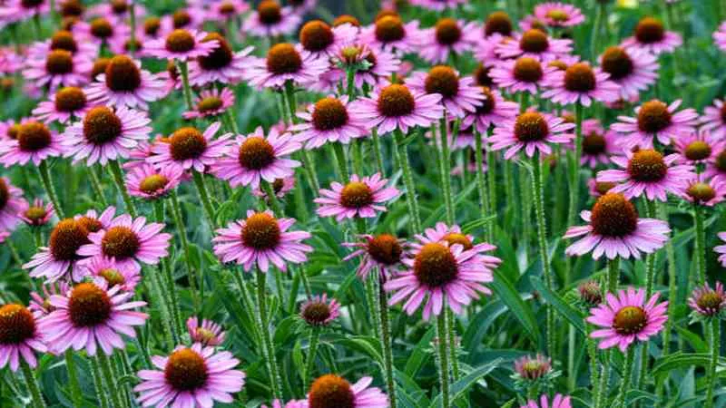 Dense field of pink Echinacea flowers with brown cone centers covering the frame in summer bloom.