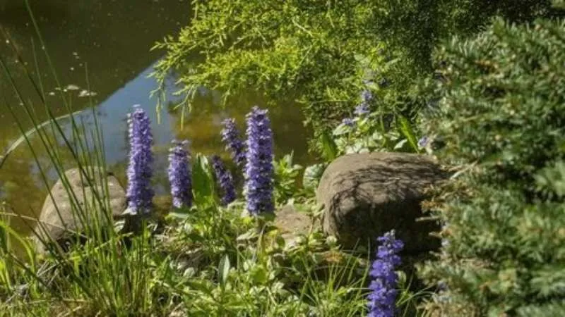 Leafy Growth Bugleweed flower surrounded by dense foliage.