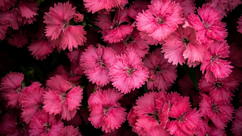 Top-down view of massed hot-pink Clove Pink flower blooms with fringed petals on a dark background.