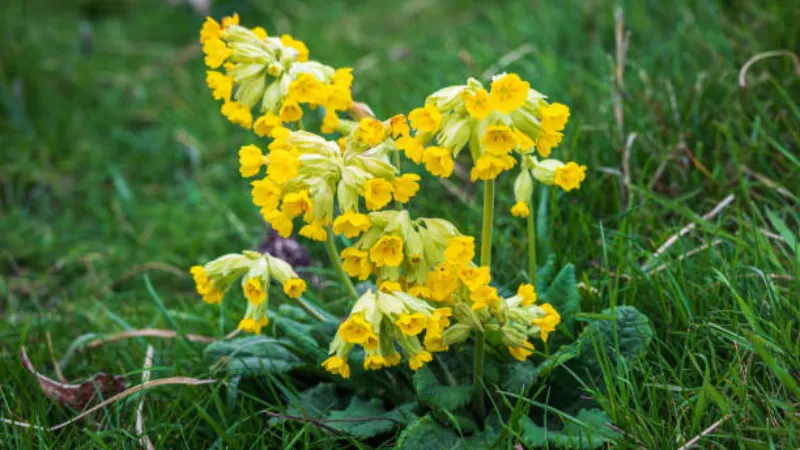 Bright yellow Cowslip flower blooms in spring grass beneath bare branches.