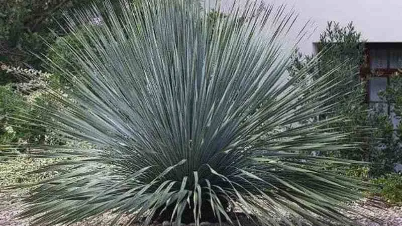 Desert spoon plant with wide, spiky rosette