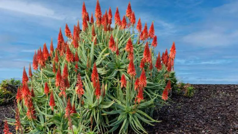 Detailed close-up Aloe flower cluster on a tall flowering spike.