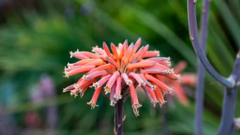 Detailed close-up Aloe flower spike covered with blossoms.