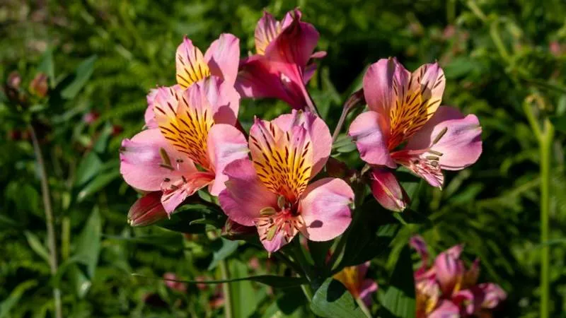 Detailed close-up Alstroemeria flower blossoms showing delicate petals and markings.