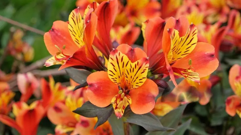 Detailed view of an Alstroemeria flower