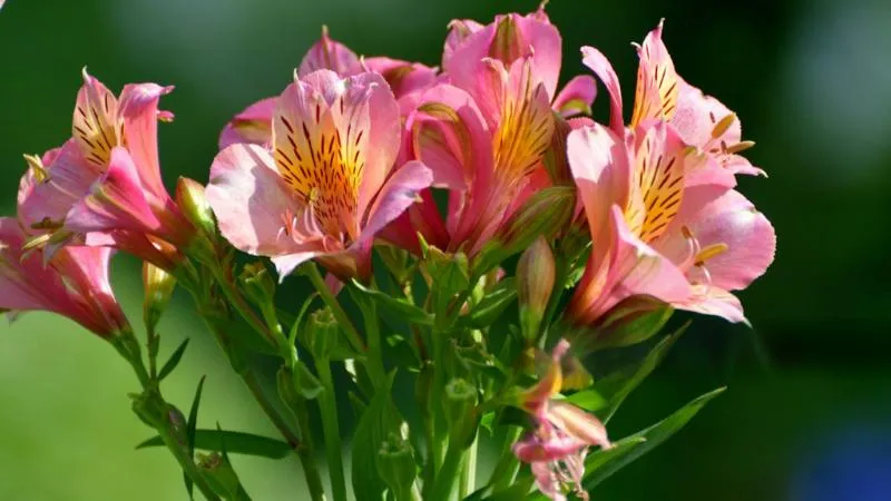 Close-up of blooming Alstroemeria flowers
