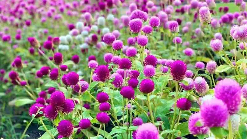Outdoor garden Amaranth plant growing in a well-maintained flower bed.