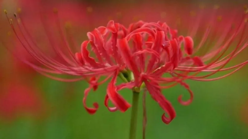 Beautiful cluster Amaryllis flowers growing on flowering stems.