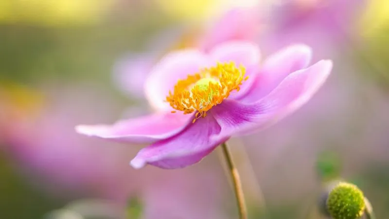 Detailed close-up Anemone flowers showing delicate petals and dark centers.