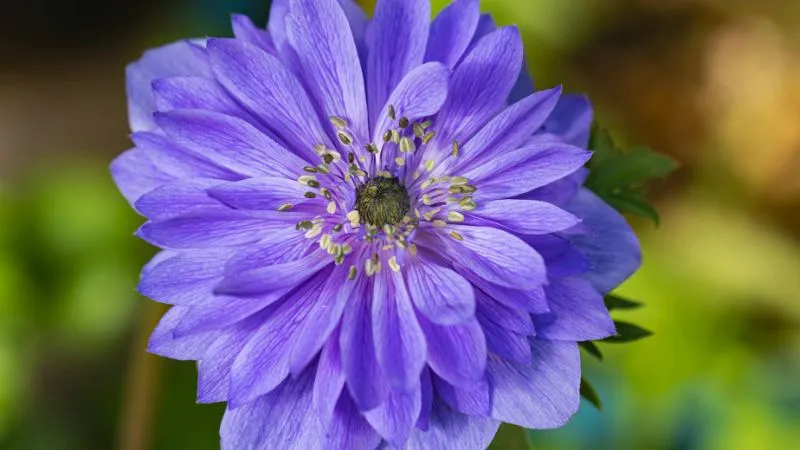 Detailed close-up Anemone flower showing delicate petals and a dark center.