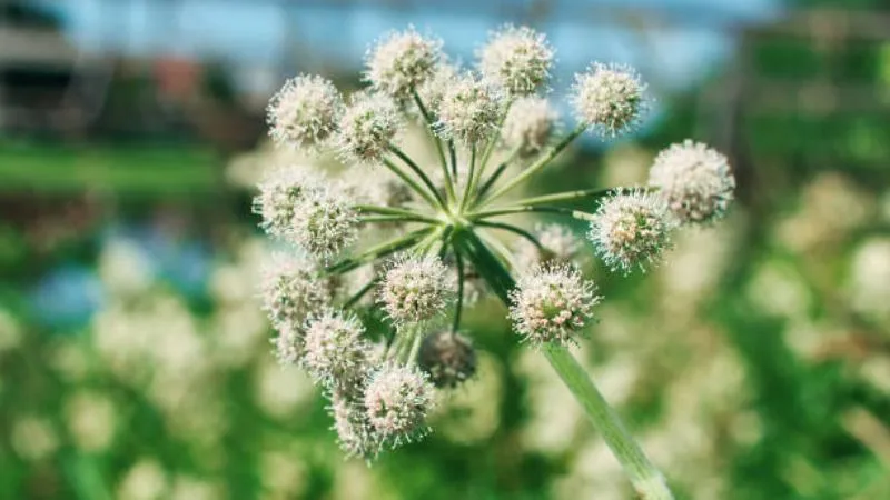 Detailed close-up Angelica flower head displaying tiny clustered blooms.