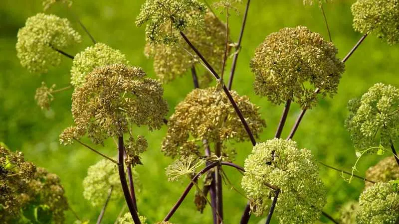 Detailed close-up Angelica flower showing delicate clustered blossoms.