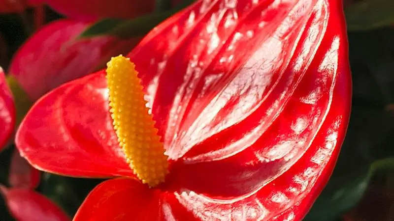 Detailed close-up Anthurium flower bloom showing its colorful spathe and spadix.