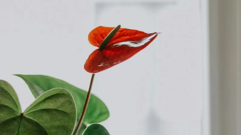 Detailed close-up Anthurium flower with glossy green leaves.