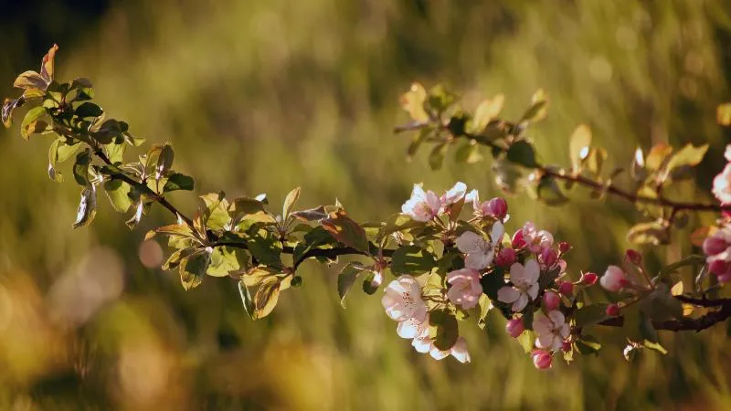 Detailed close-up Apple Blossom flower in full bloom.