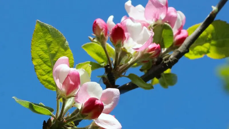 Detailed close-up Apple Blossom flower showing delicate petals.