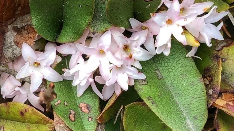 Detailed close-up Arbutus flowers showing delicate floral details.