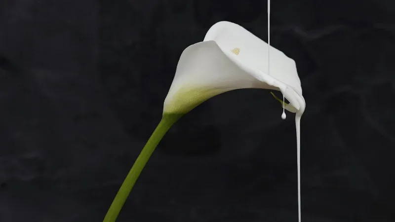 Detailed close-up Arum flower showing intricate floral details.