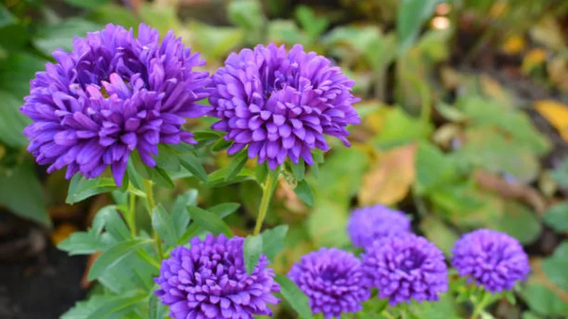 Detailed close-up Aster flower showing delicate petals.