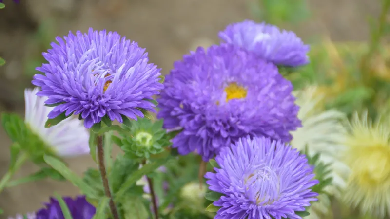 Detailed close-up Aster flower in full bloom.