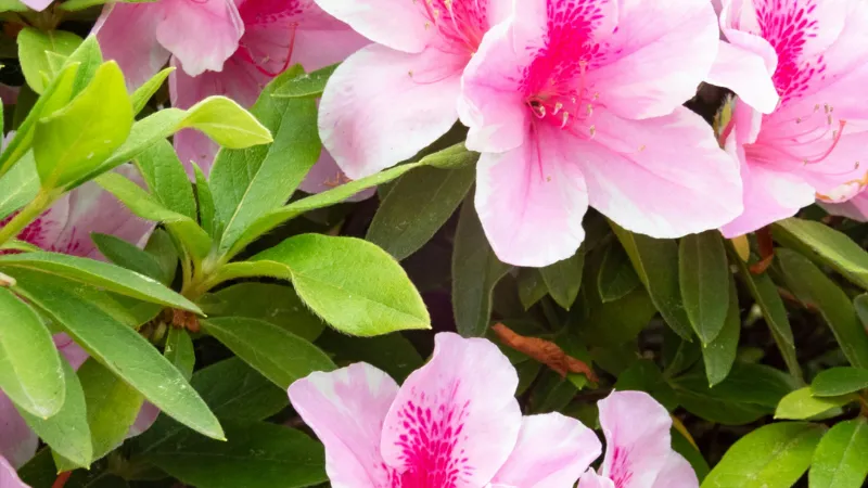 Detailed close-up Azalea flower in full bloom.