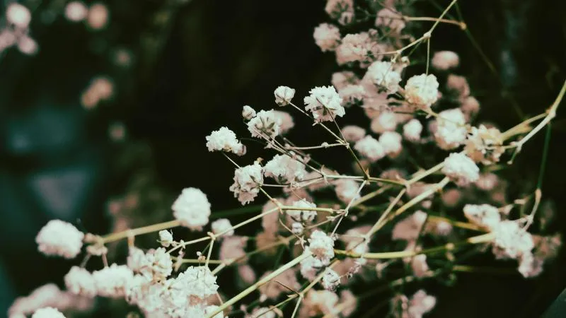 Detailed close-up Baby's Breath flower showing delicate tiny blossoms.