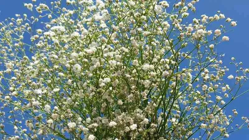 Detailed close-up Baby's Breath flower clusters showing tiny blossoms.