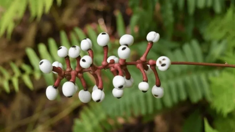 Detailed close-up Baneberry flower cluster showing delicate blossoms.