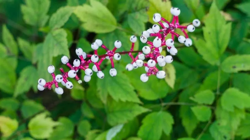 Detailed close-up Baneberry flower showing delicate floral details.