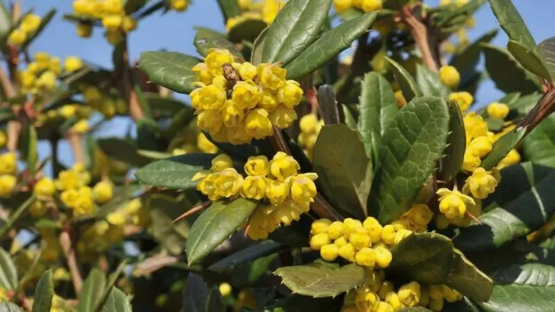 Detailed close-up Barberry flower cluster showing delicate blossoms.