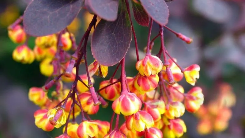 Detailed close-up Barberry flower showing delicate floral details.