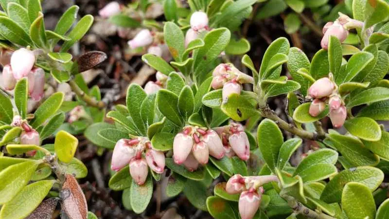 Low-growing shrub Bearberry flower blooming in a natural setting.