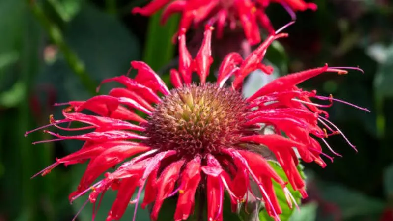 Detailed close-up Bee Balm flower showing colorful blooms.
