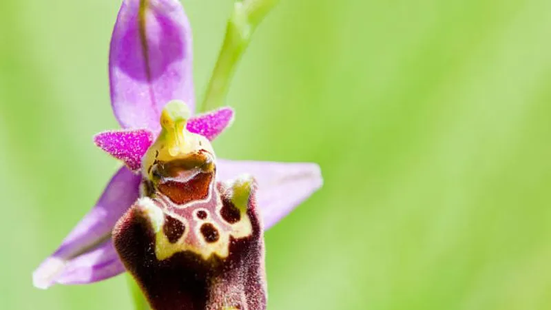 Detailed close-up Bee Orchid flower blooming with delicate floral details.