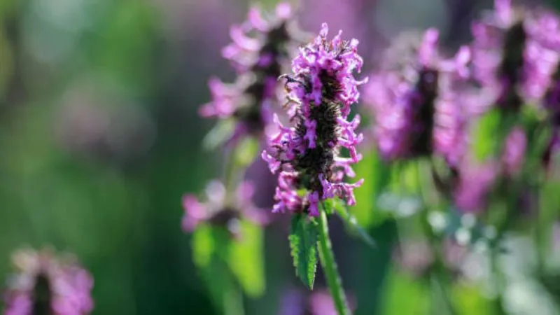 Detailed close-up Betony flower showing colorful blooms.