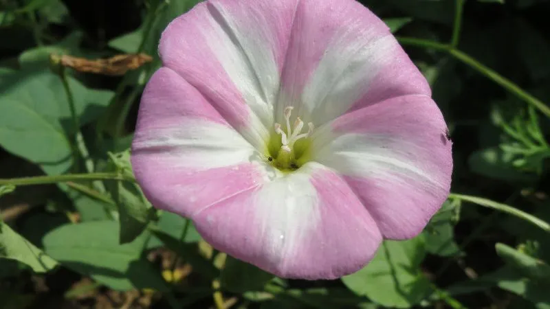 Detailed close-up Bindweed blossom showing its natural beauty.