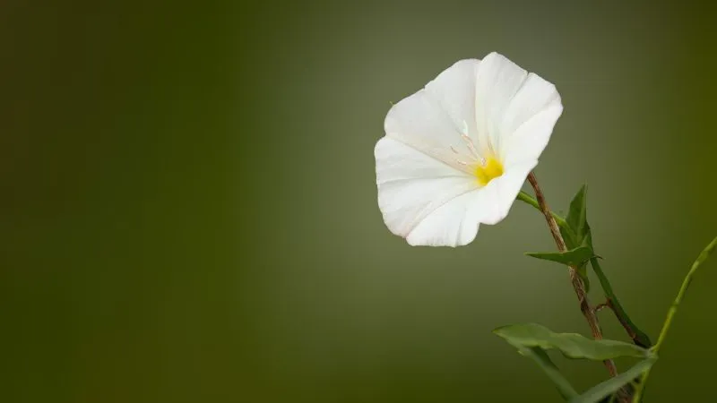 Detailed close-up Bindweed flower showing a beautiful bloom.
