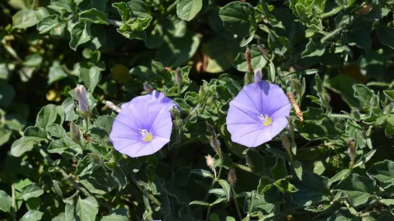 Detailed close-up Purple Bindweed flower in full bloom.