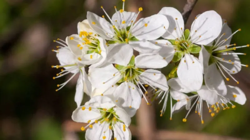 Detailed Close-Up Blackthorn flower showing delicate blooms.