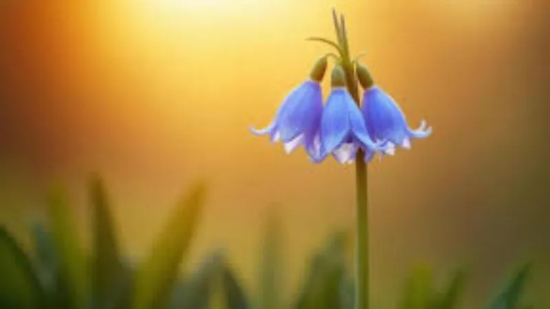 Flowering Stem Bluebell flower cluster growing naturally.