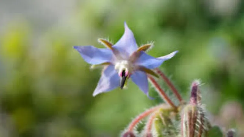 Flower Cluster Borage flower creating an attractive floral display.