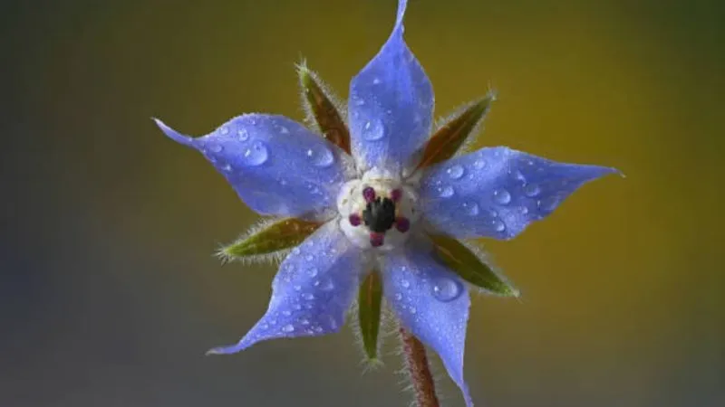 Detailed close-up Borage flower showing delicate blossoms.