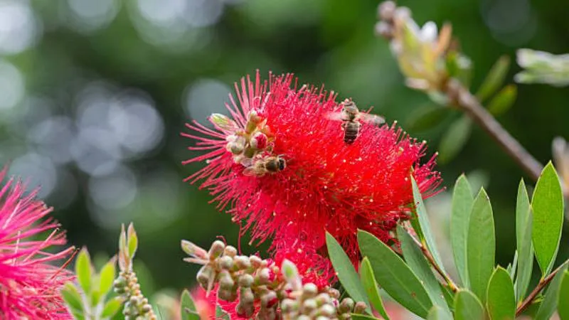 Detailed Close-Up Bottle Brush flower spike showing fine texture.